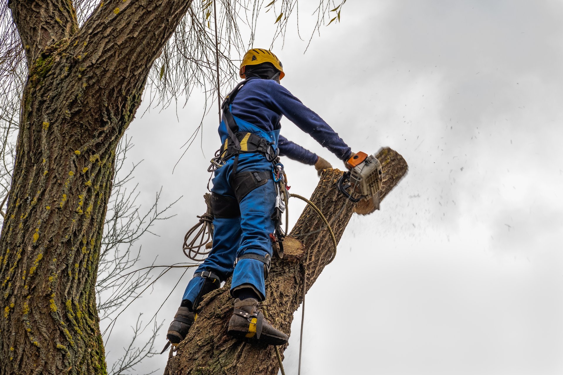 Professional arborist removing a tree safely