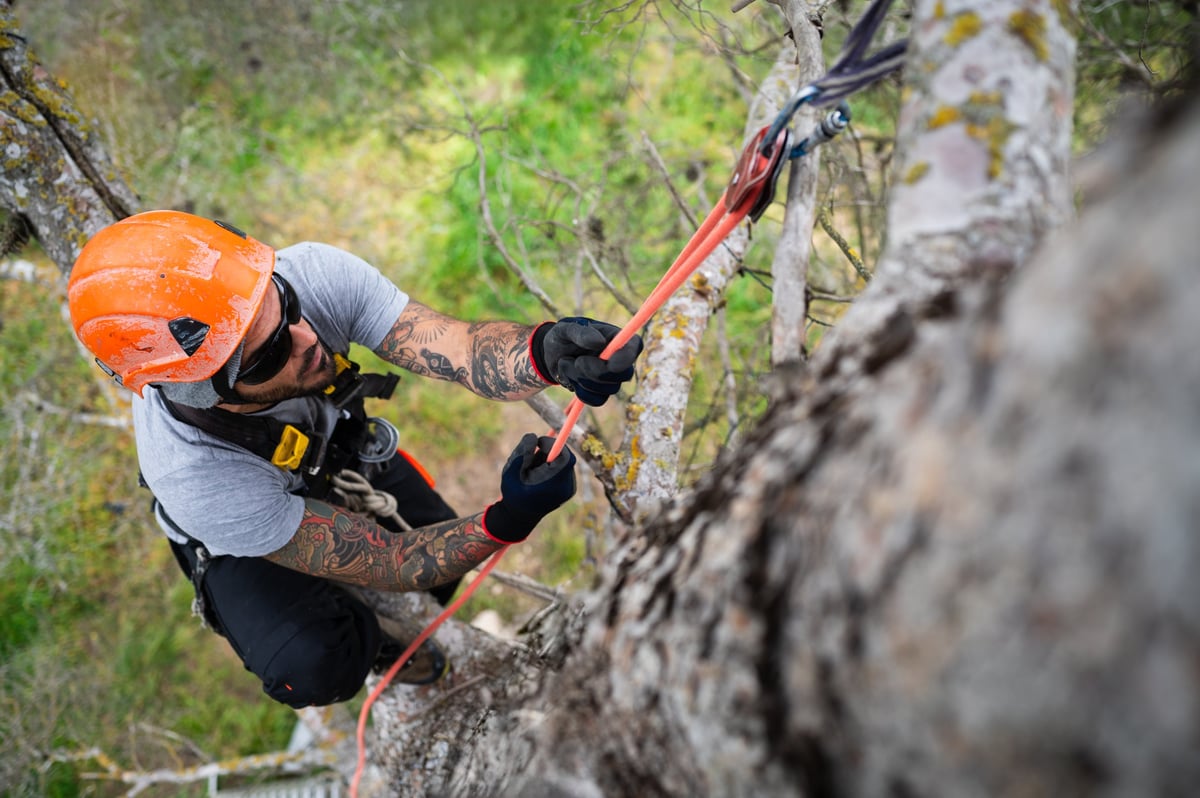 Professional tree surgeon hanging from rope with harness while pruning trees
