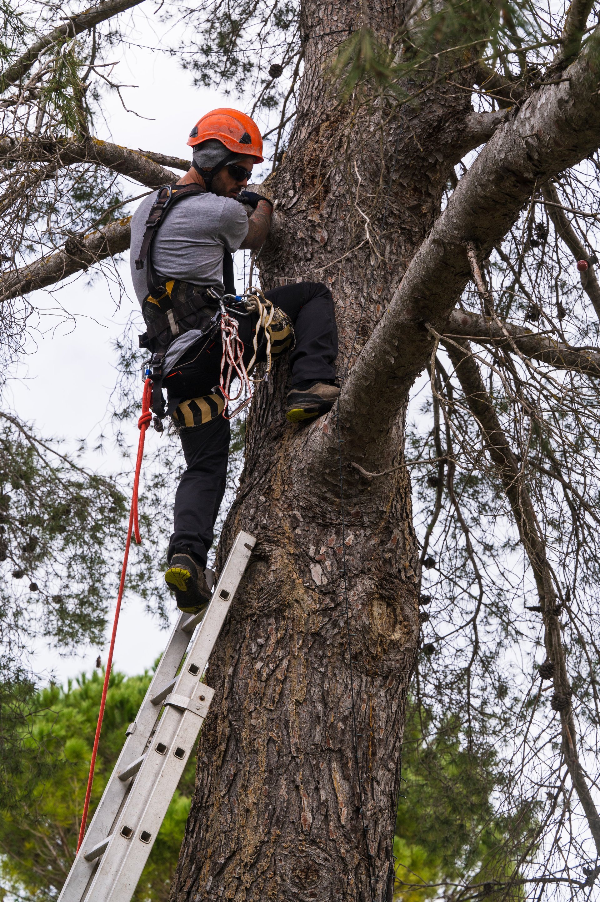 Tree surgeon climbing a large pine tree using ladder and safety equipment