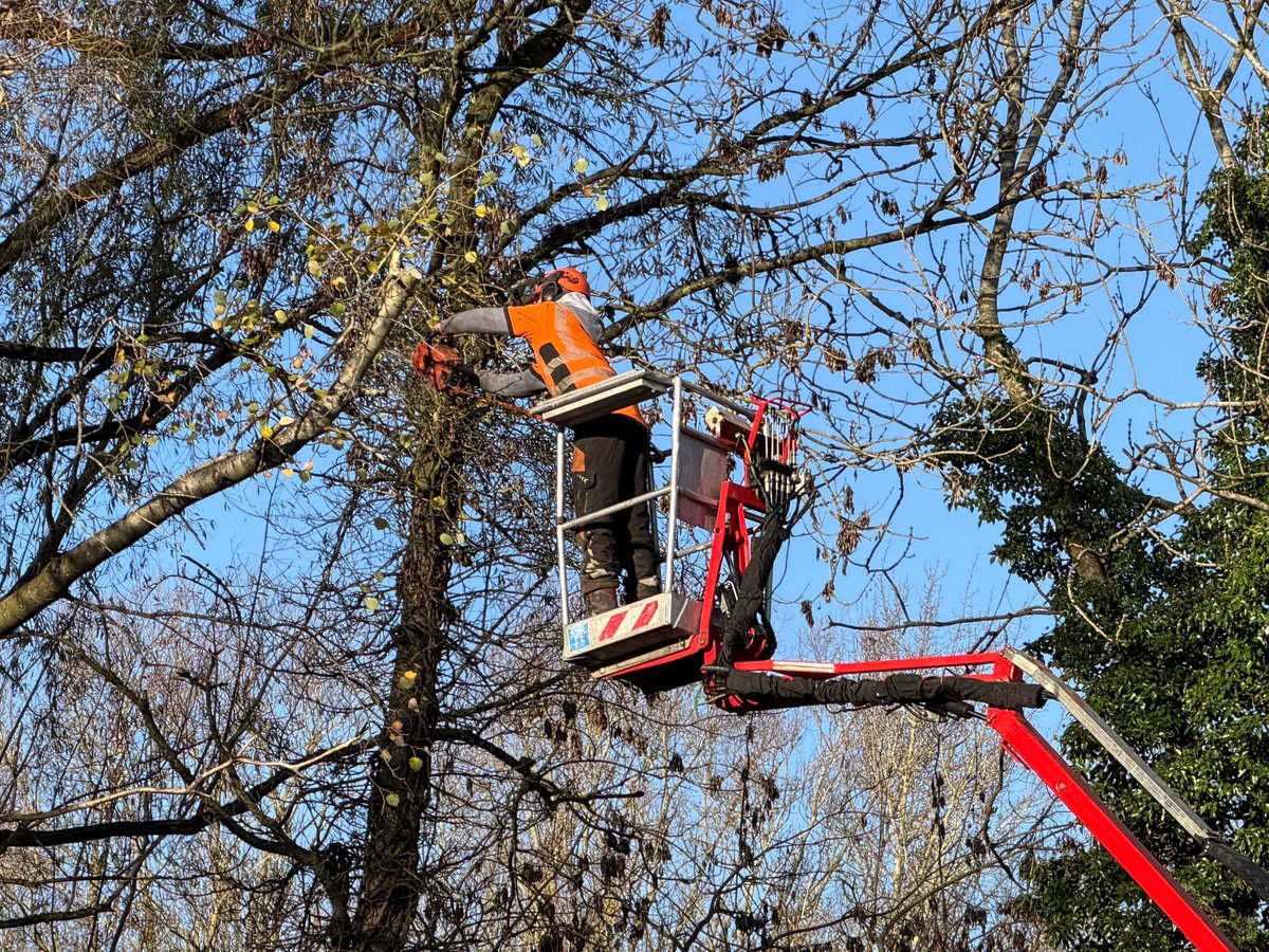 Tree surgeon trimming trees from lift truck on sunny day